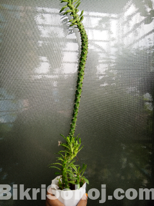 Indoor plants